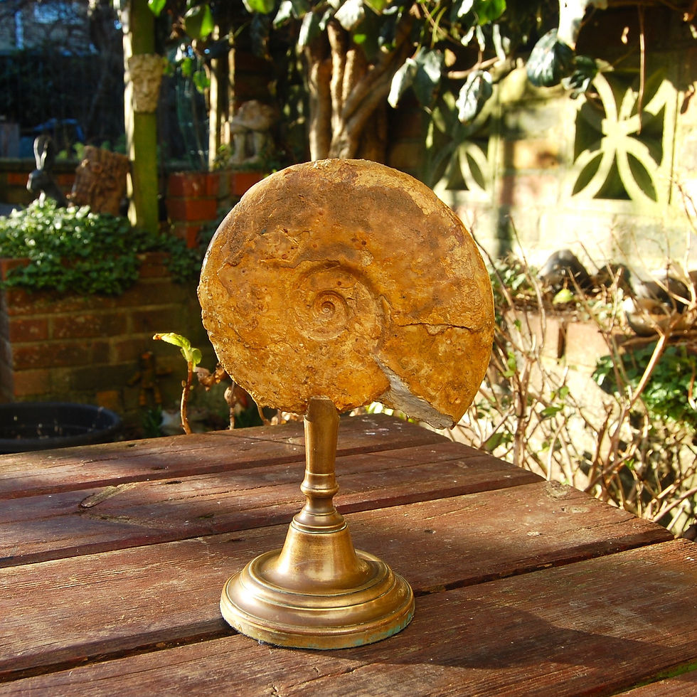 Thumbnail: Ammonite on a stand