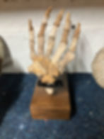 Bear paw mounted for a client
