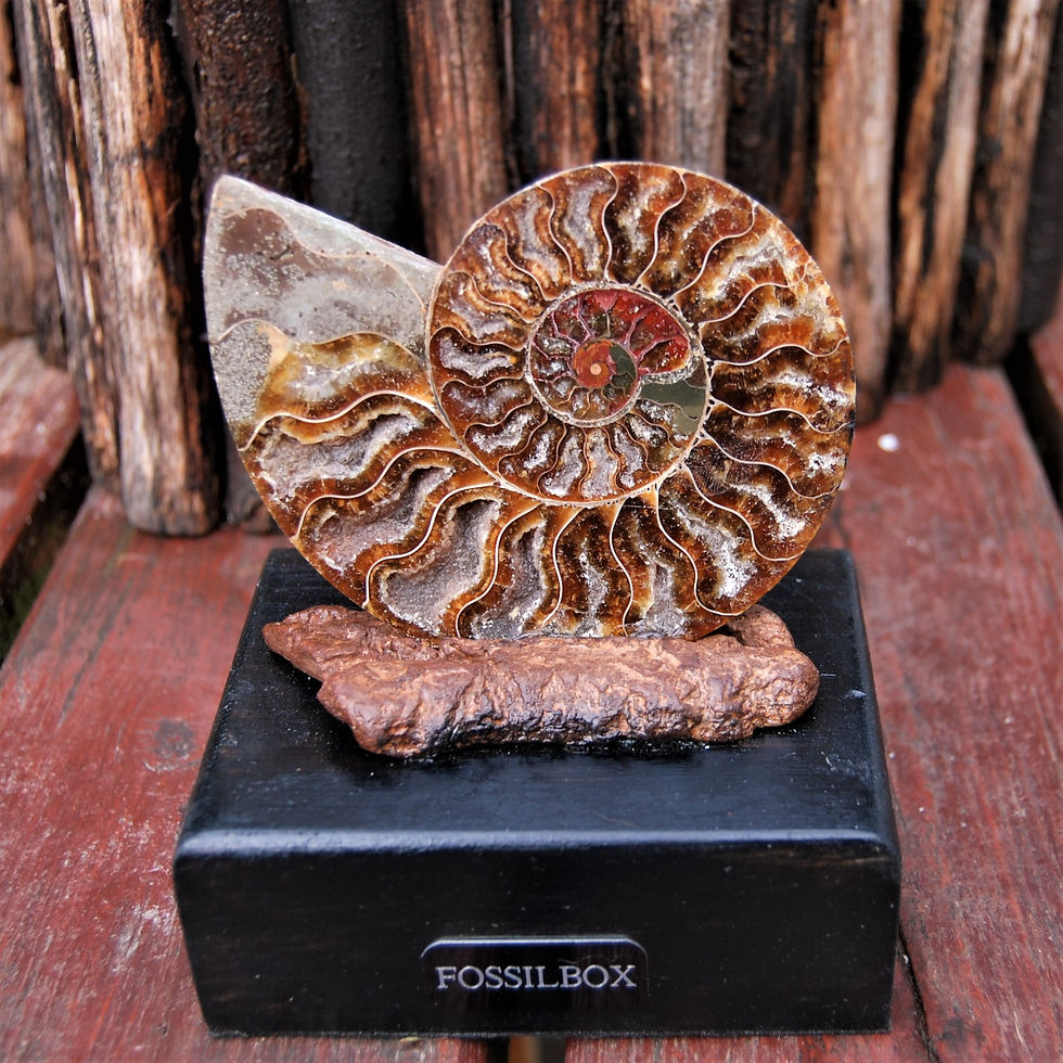 Thumbnail: Polished ammonite on drift wood
