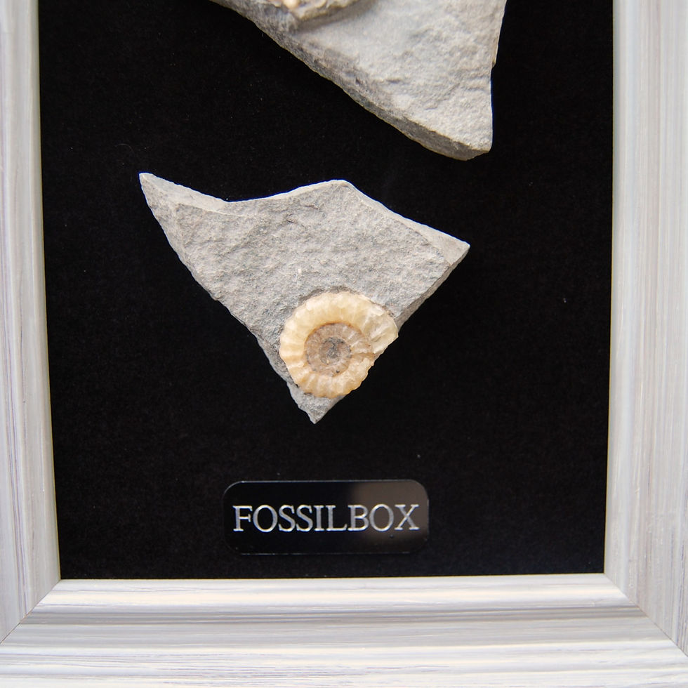 Thumbnail: Two Dorset Ammonites in matrix