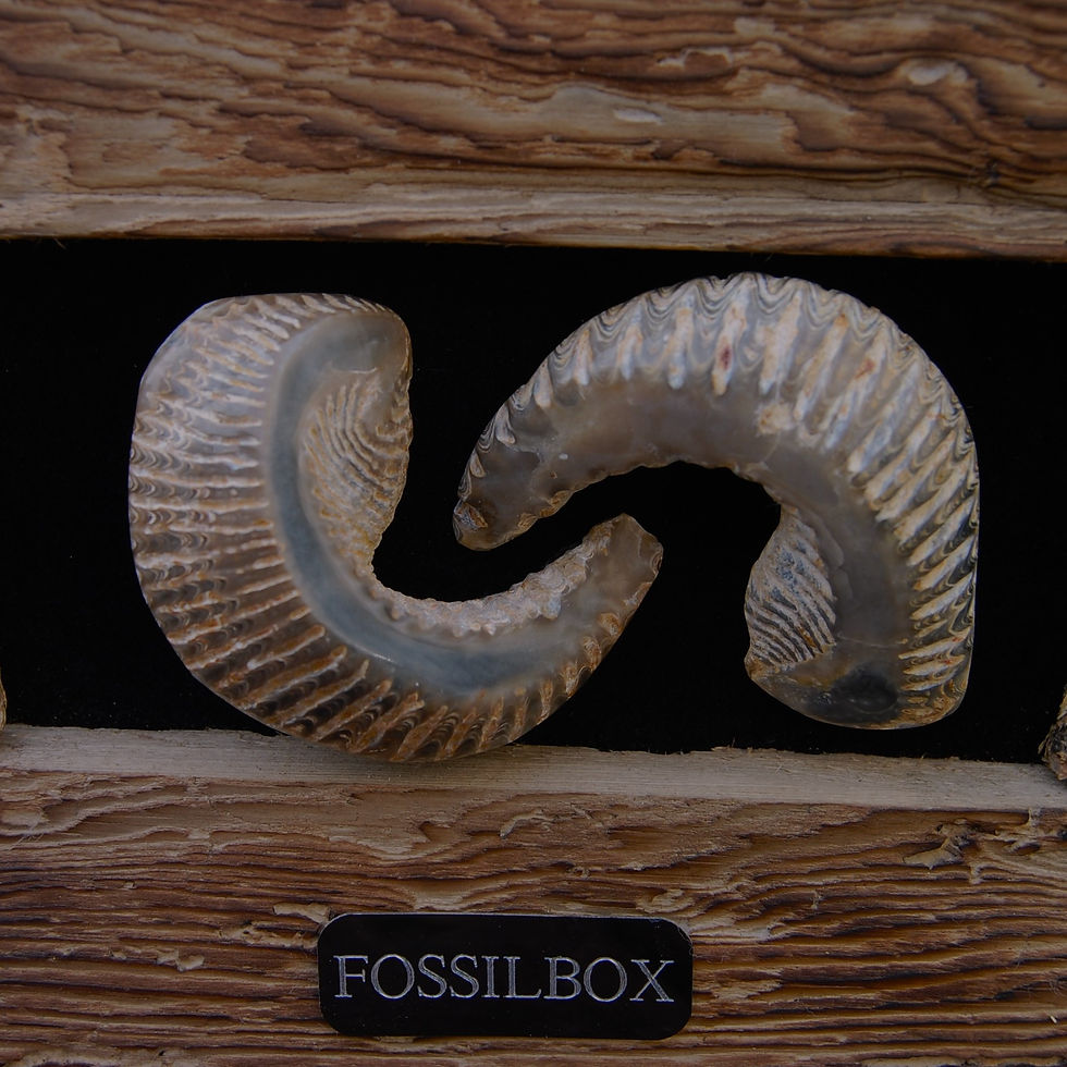 Thumbnail: Rastellum oyster driftwood display