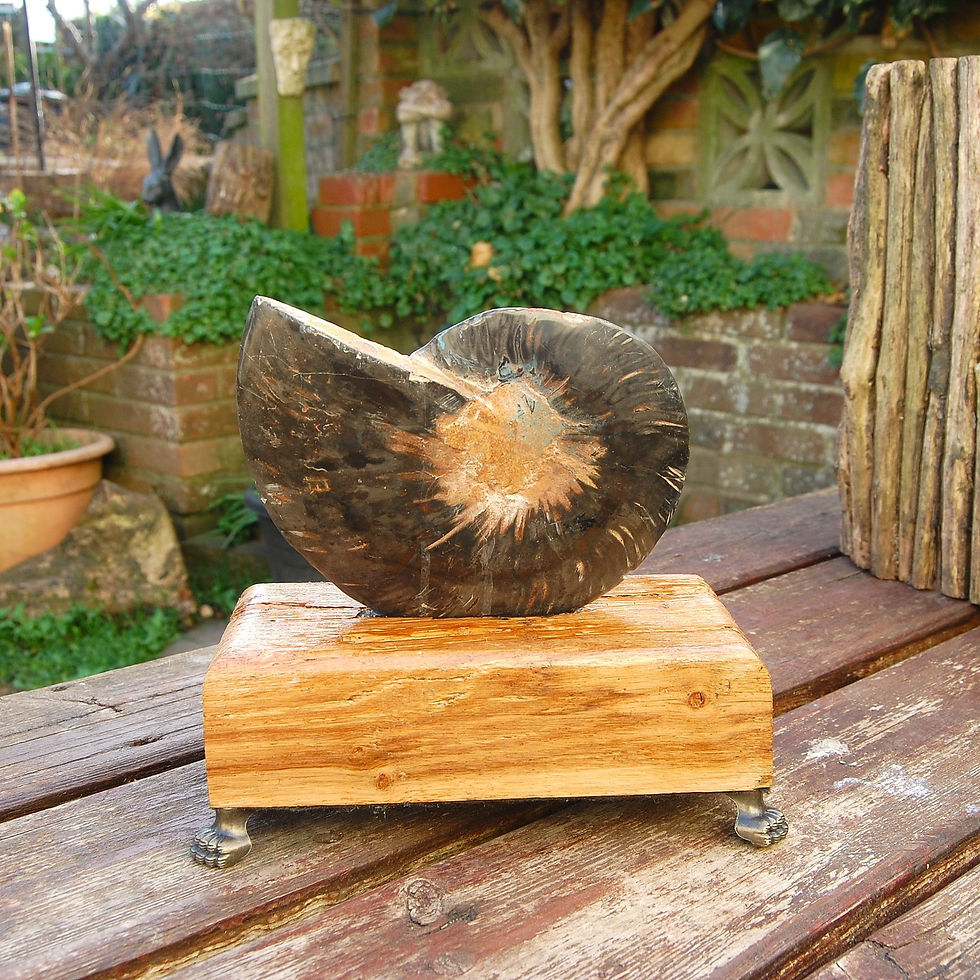 Thumbnail: Polished ammonite on an antique base