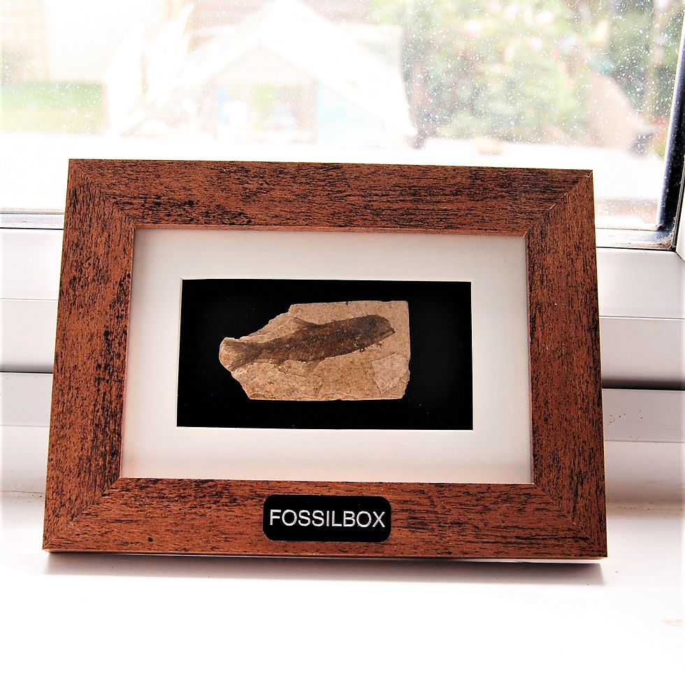 Thumbnail: Fish fossil