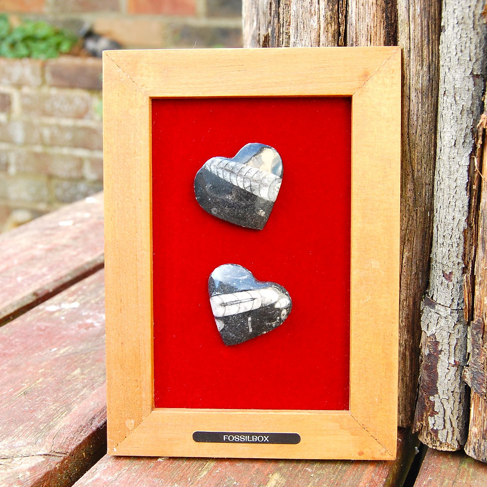 Orthoceras in a frame