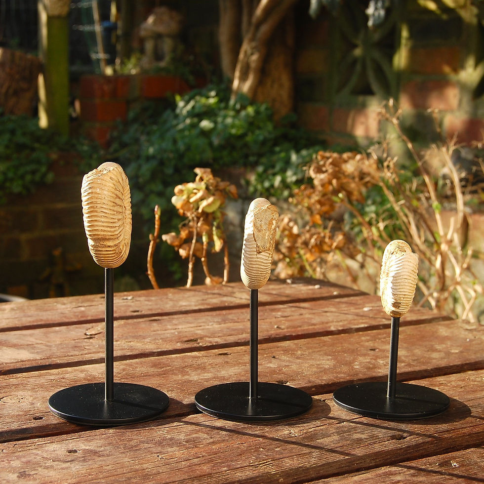Thumbnail: Three Ammonites on stands