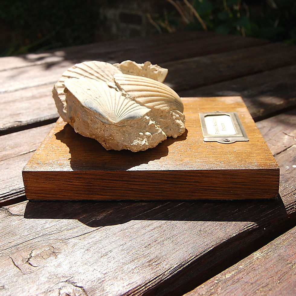 Thumbnail: Scallop fossil