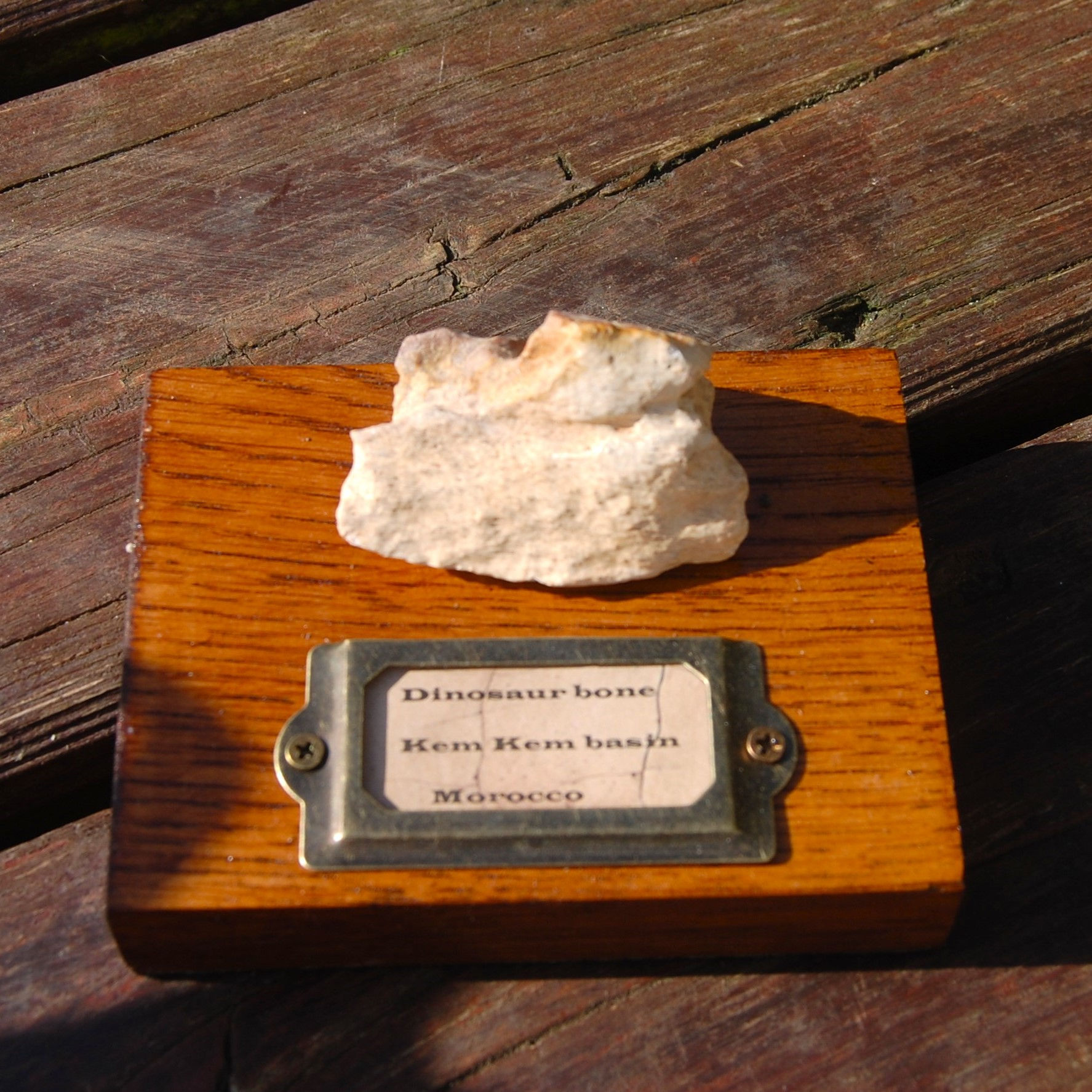 Dinosaur bone display