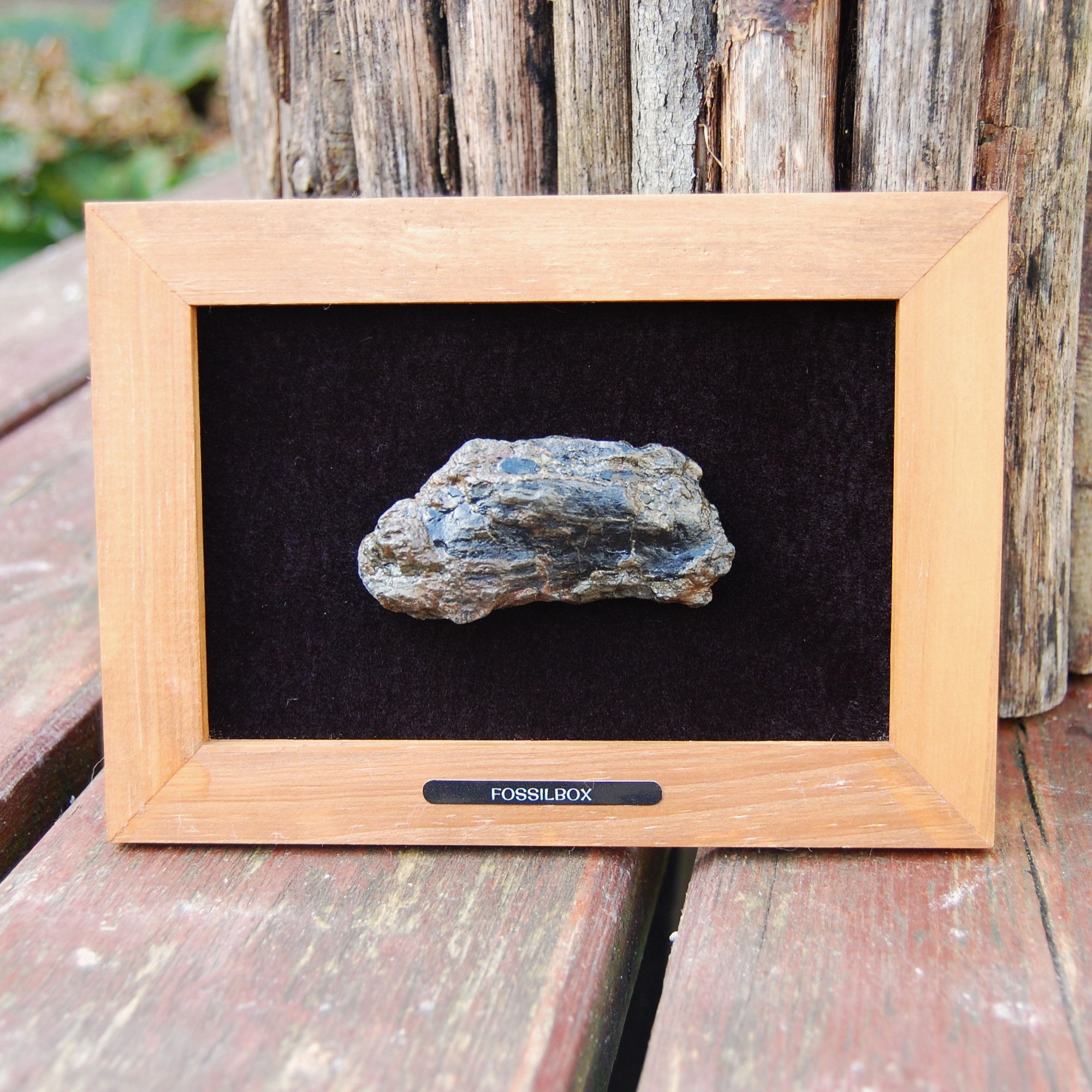 Fossilised wood encrusted with fools gold