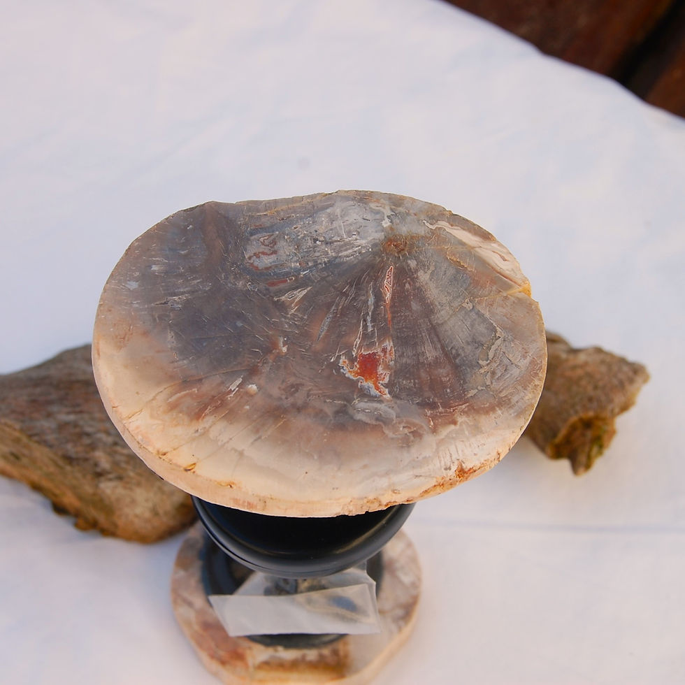 Fossilised wood door knob
