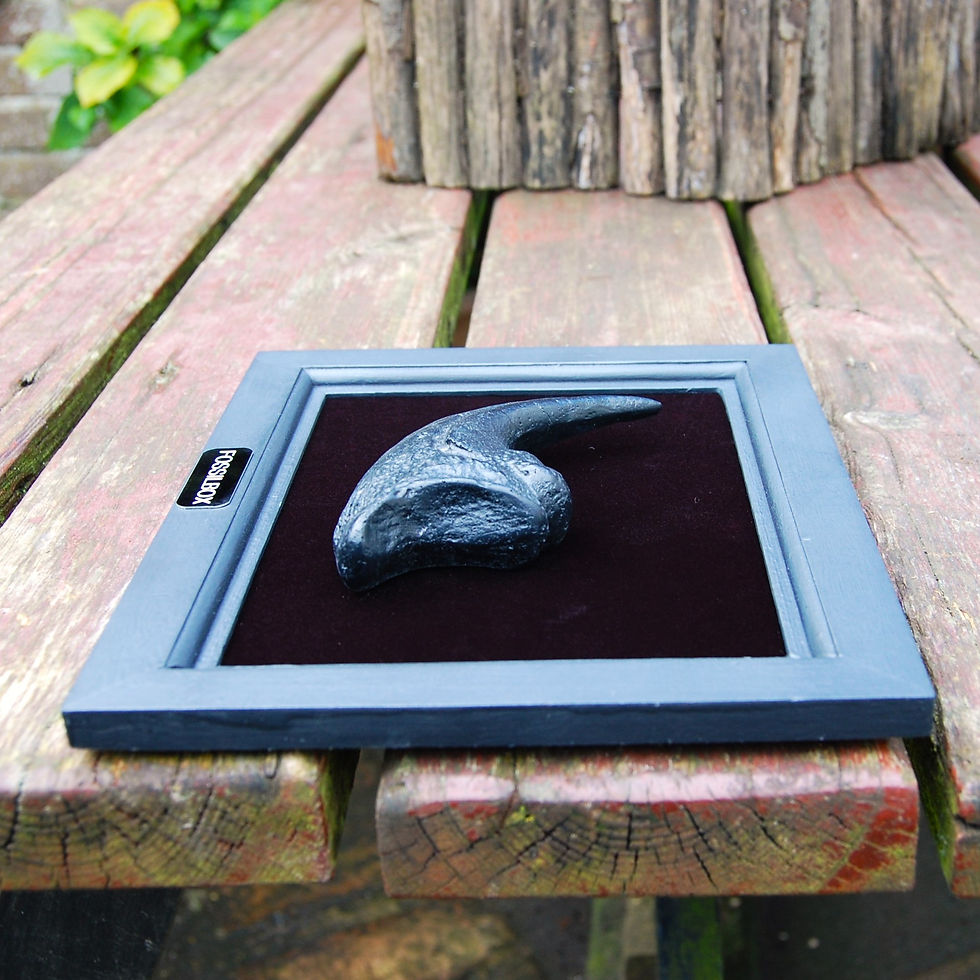 Thumbnail: Replica Raptor claw in frame