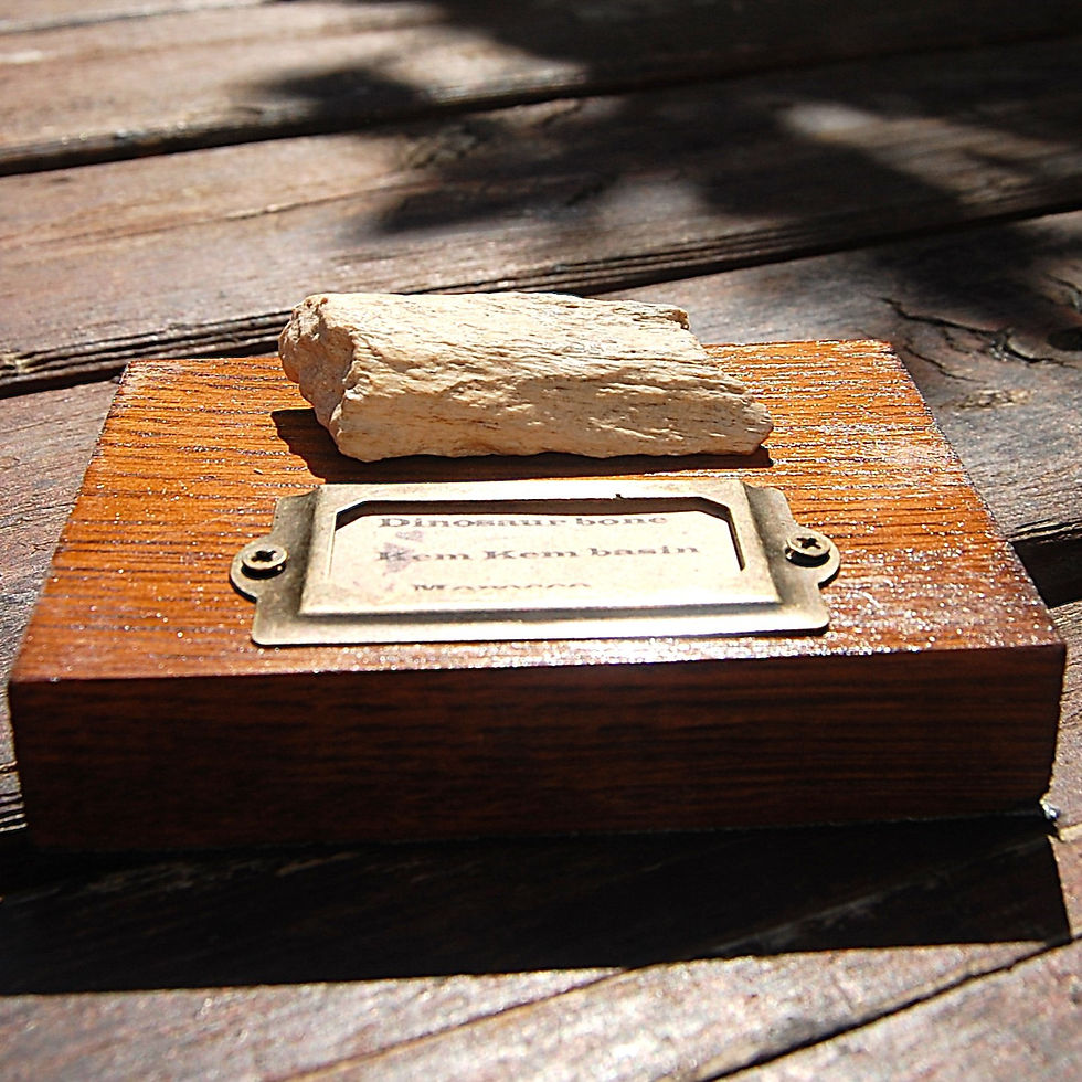 Thumbnail: Dinosaur bone from Kem Kem basin