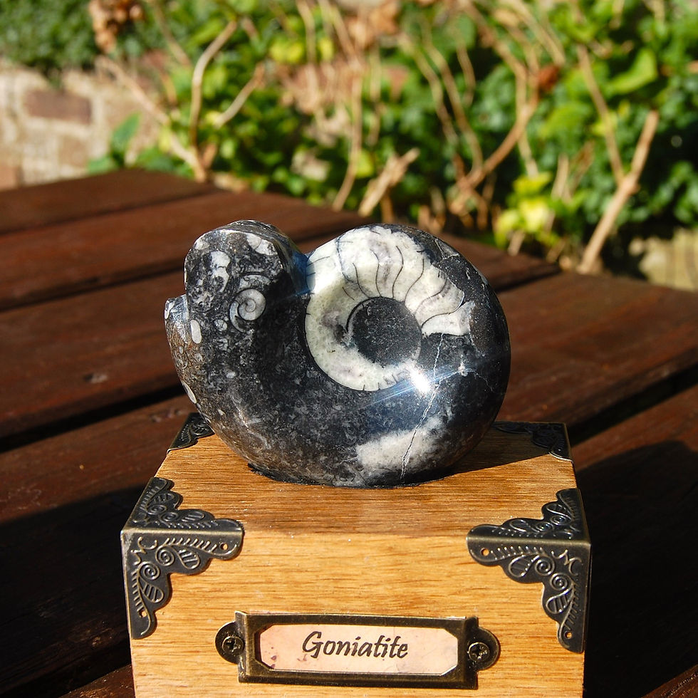 Thumbnail: Goniatite on ab antique wooden base