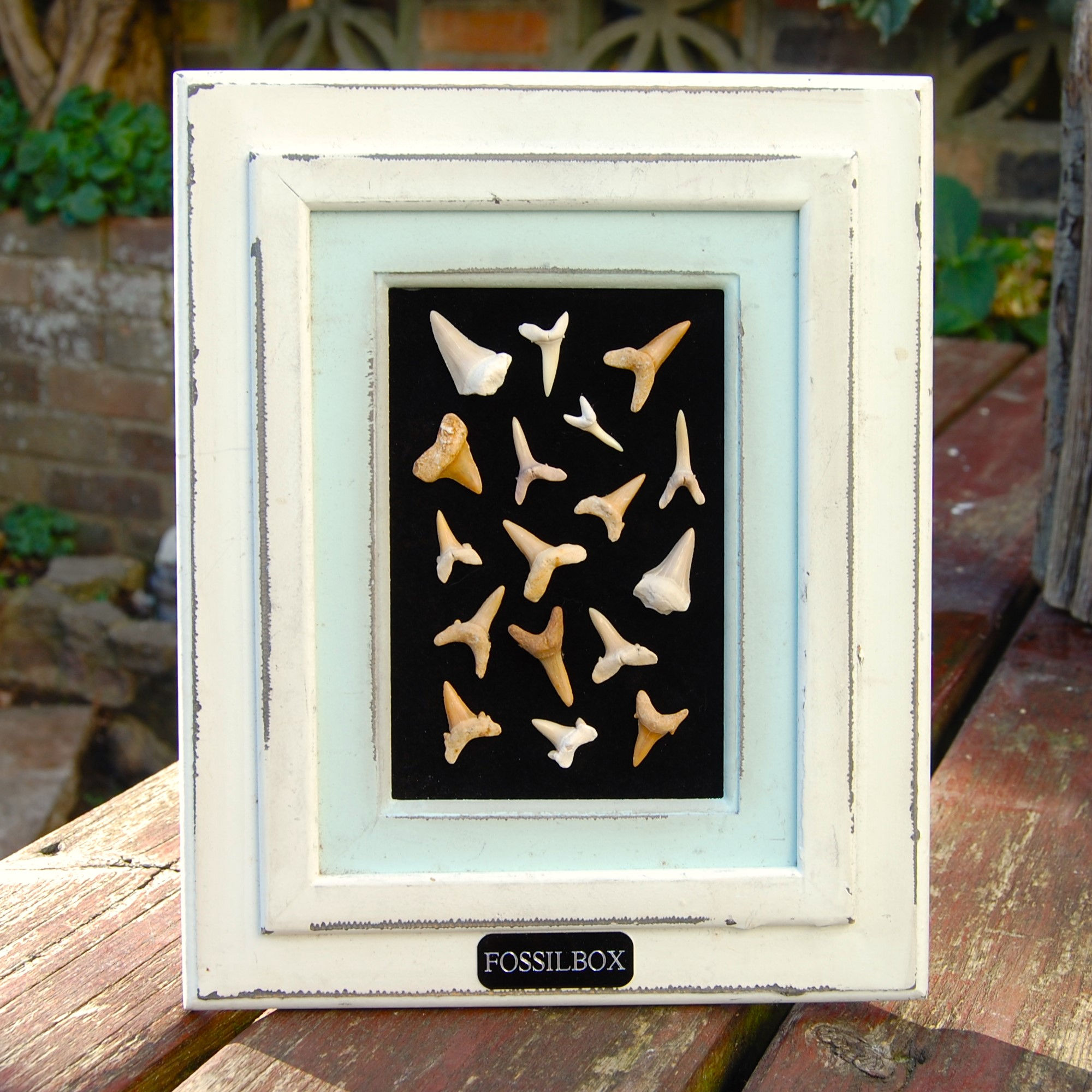 Multiple shark teeth in frame