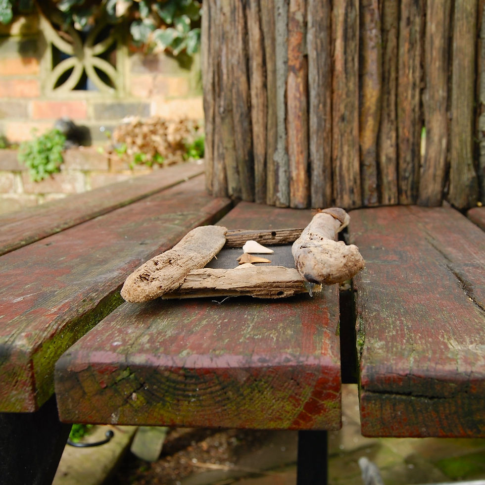 Thumbnail: Shark teeth in driftwood
