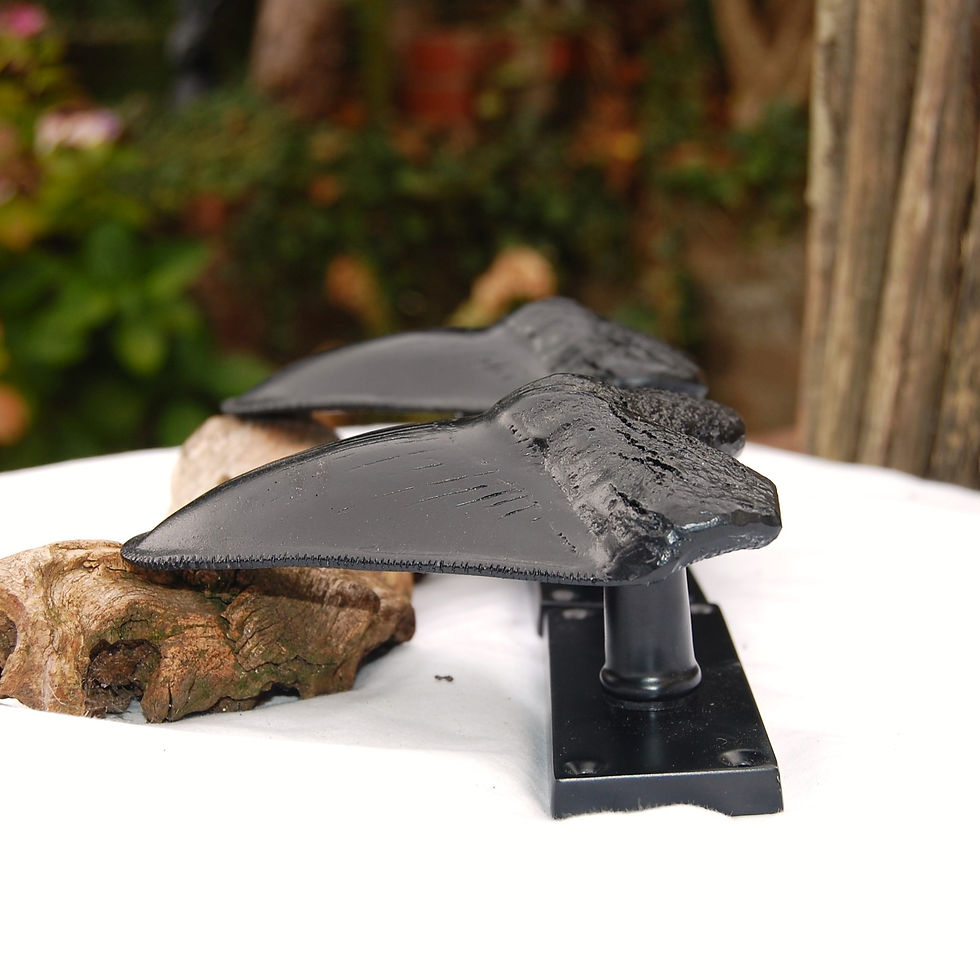 Thumbnail: Megalodon shark teeth door handles