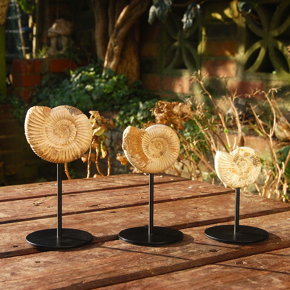 Thumbnail: Three Ammonites on stands