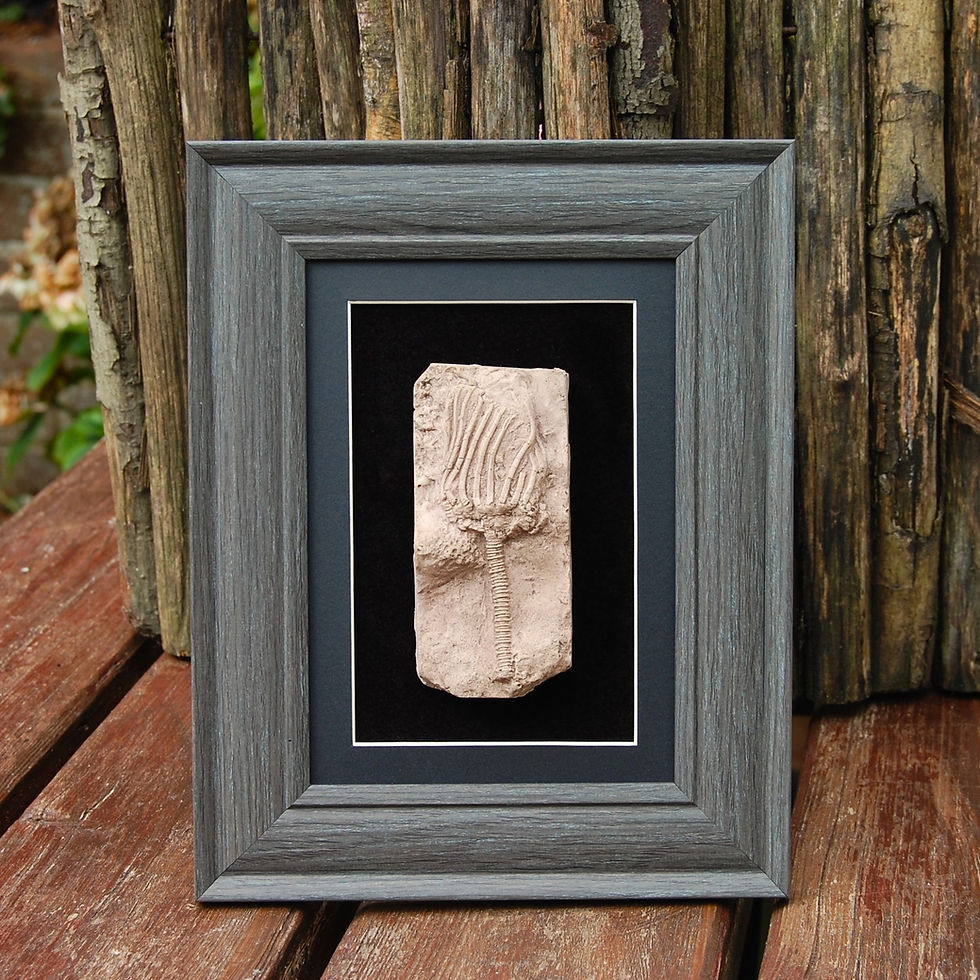 Thumbnail: Replica Crinoid framed