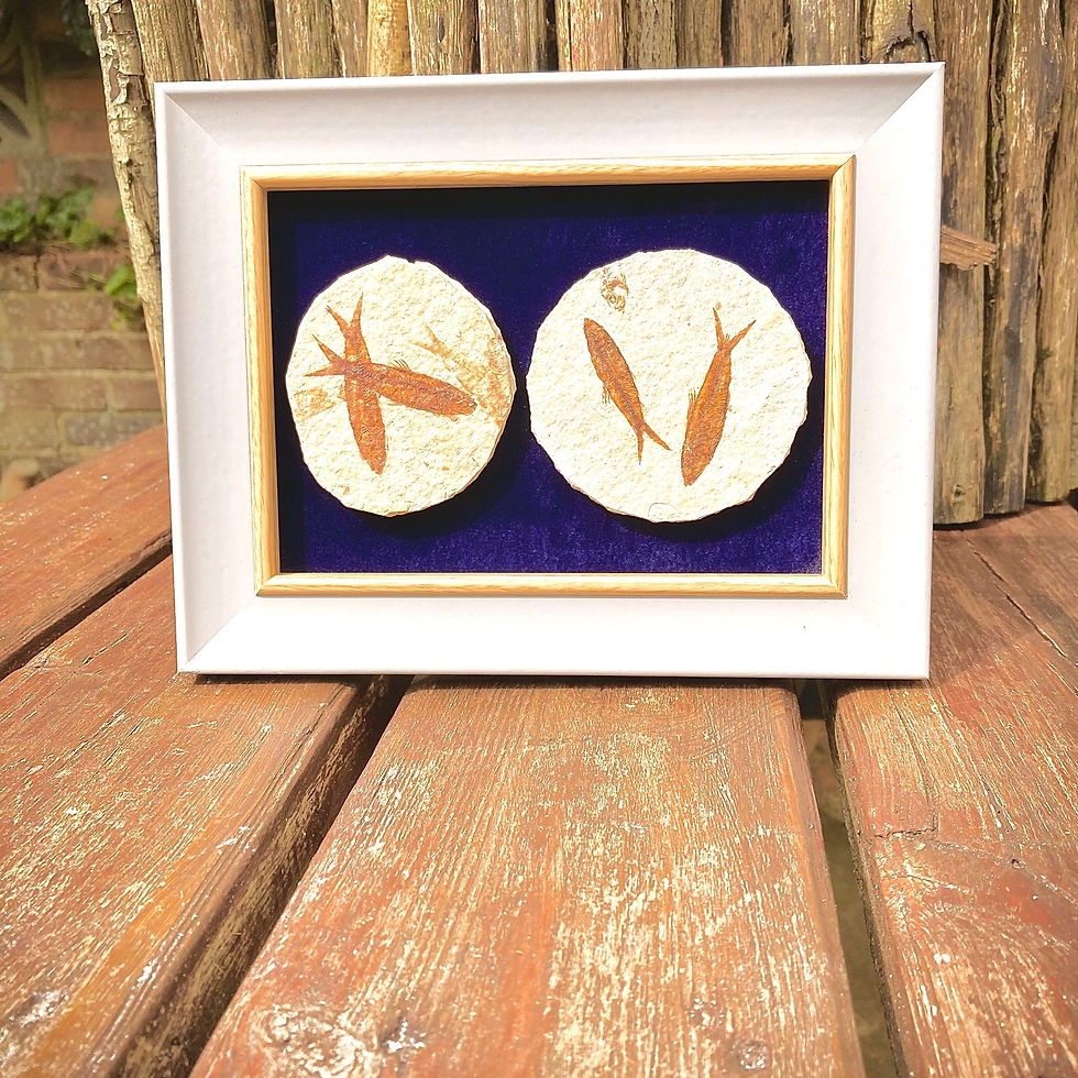 Thumbnail: Fossilised fish in a frame