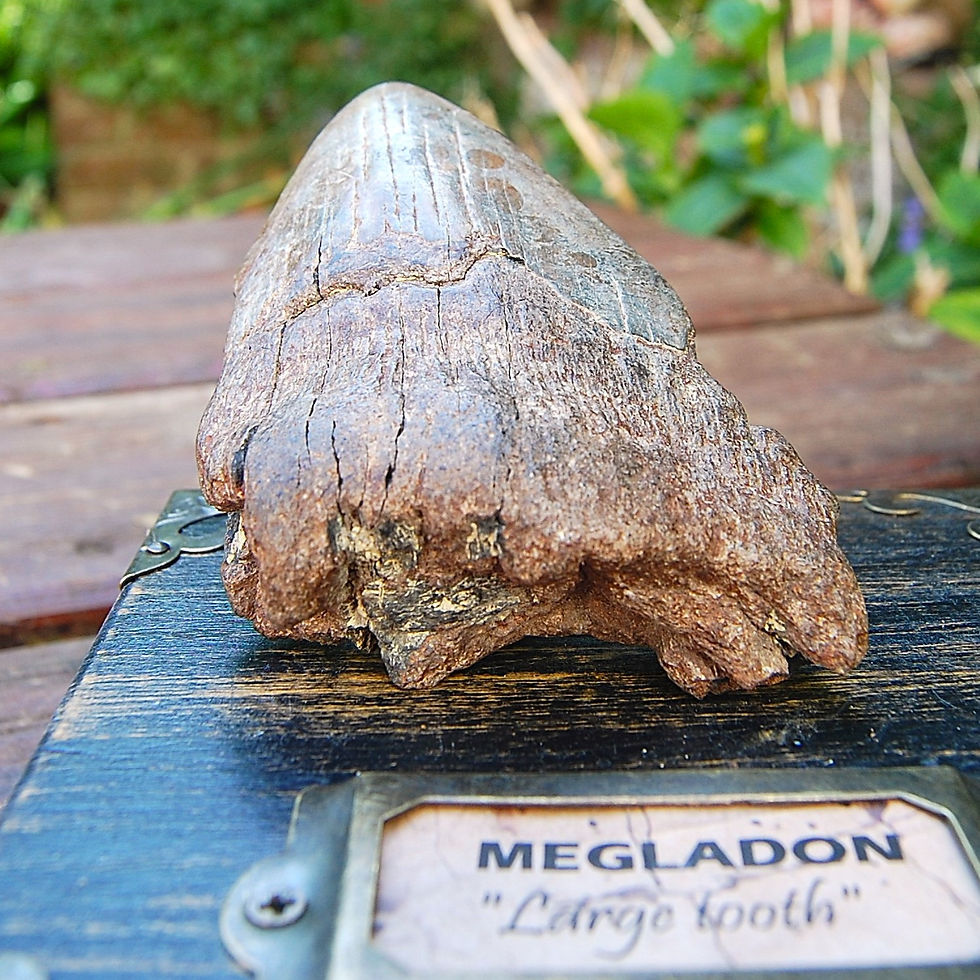 Thumbnail: Megalodon tooth