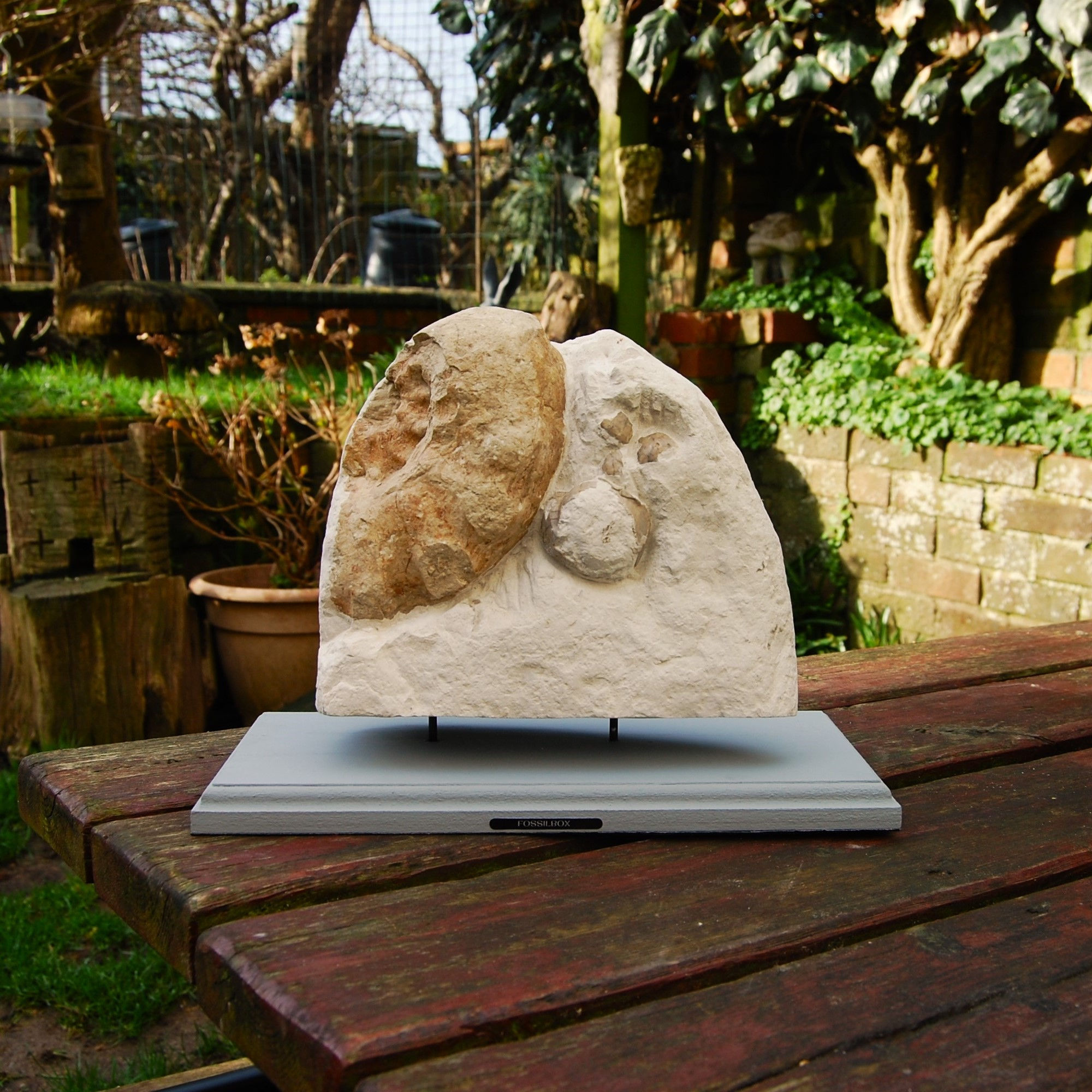 Large fossil display