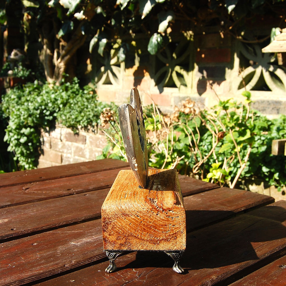 Thumbnail: Polished ammonite on wooden base