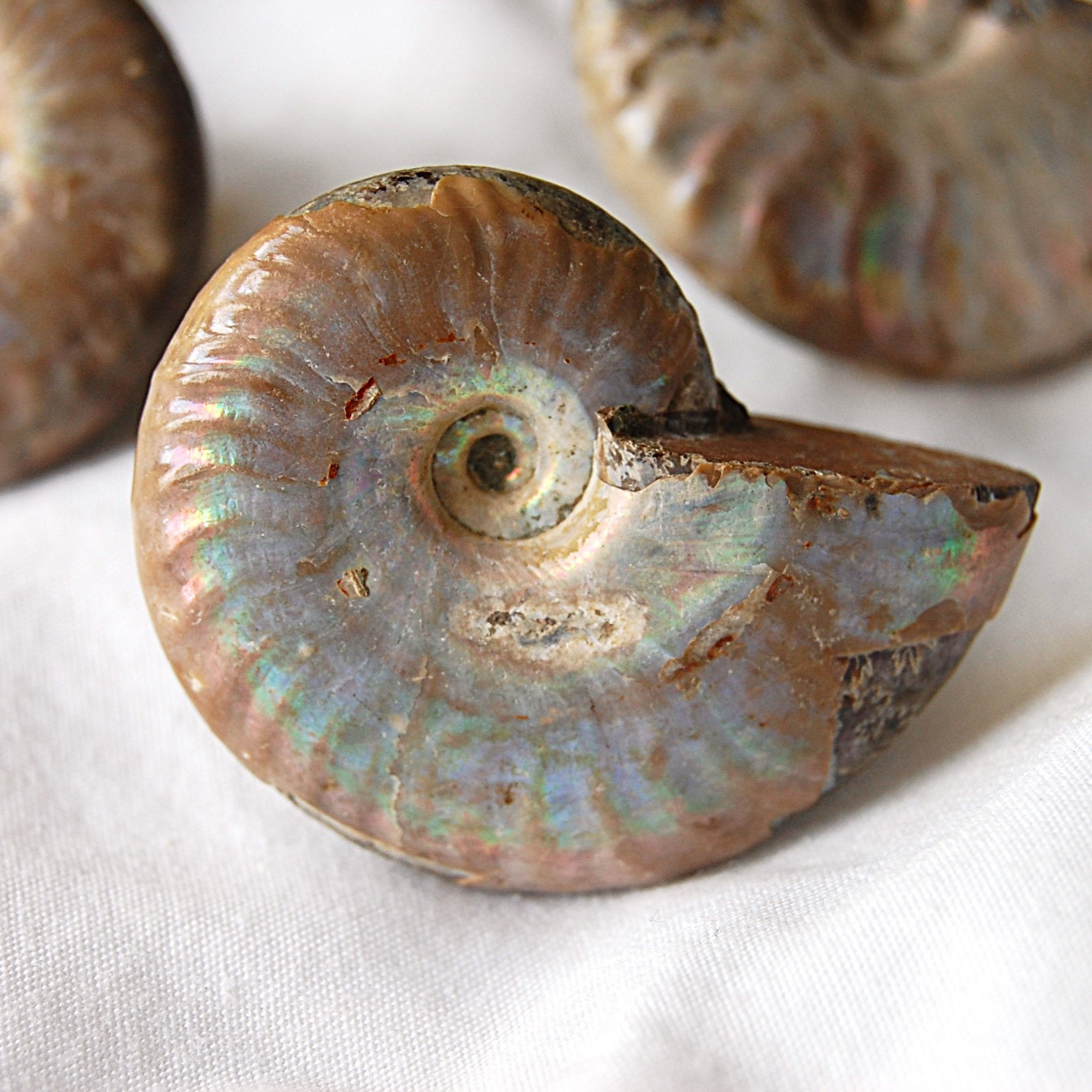 Ammonite door/cupboard/drawer knobs