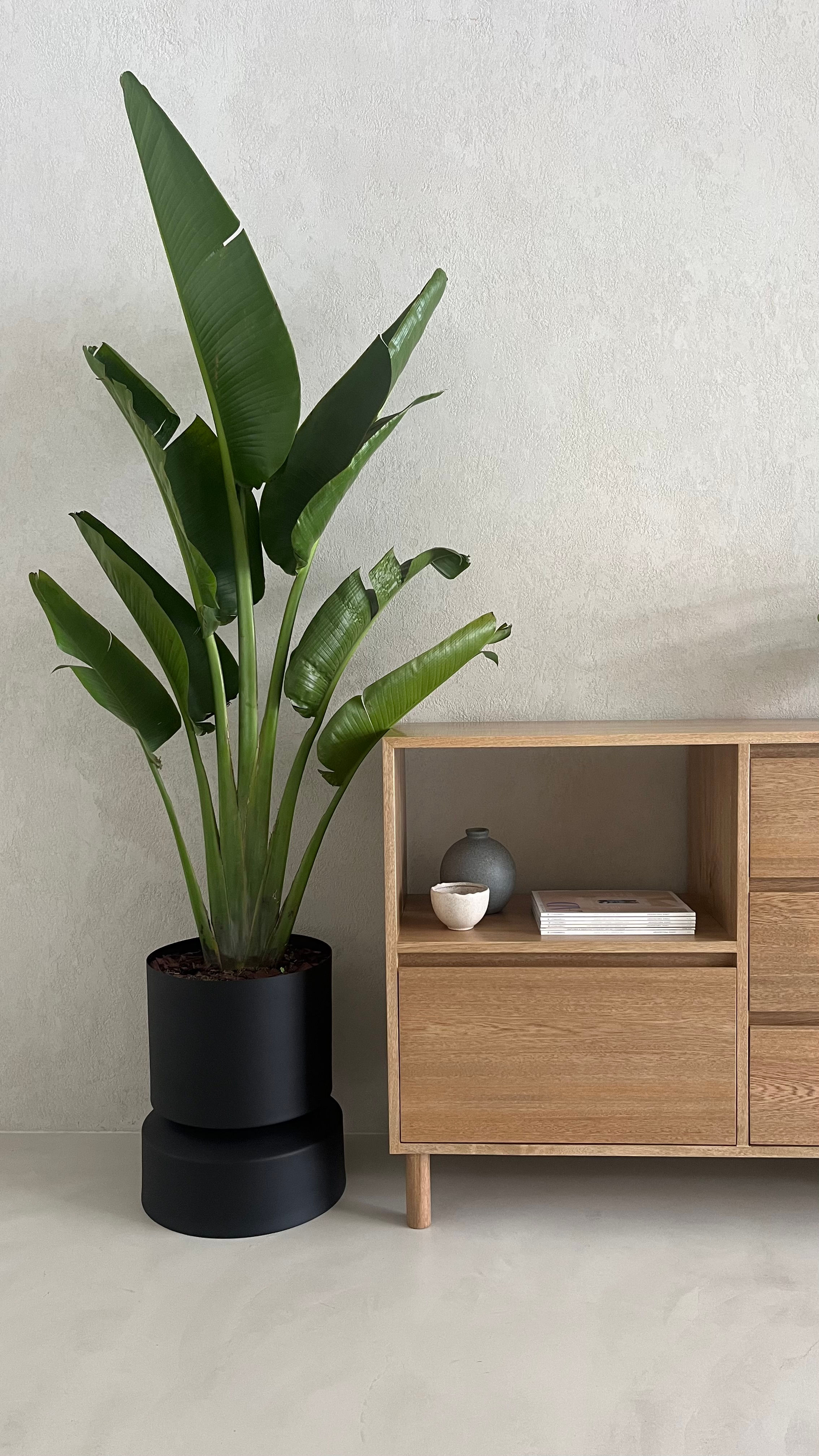 Matera FIORA MEDIA Nº3