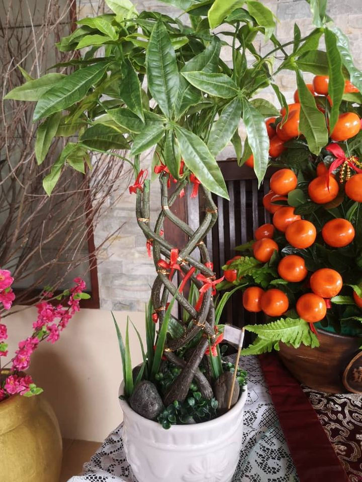 Thumbnail: Money plant