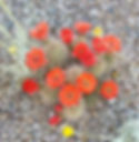 Arizona Desert Blooms