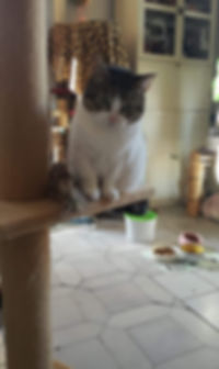 Sailor.jpeg
