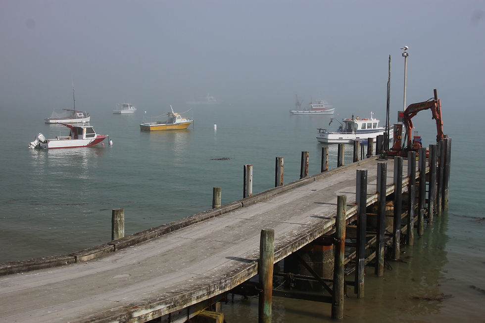 11.02.2020 Otago and McKenzie Country - beautiful..