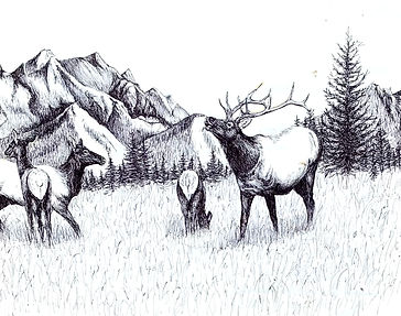 Elk in the Fall_edited.jpg