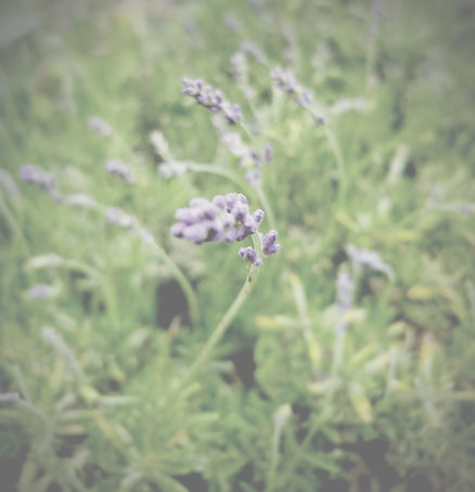 close up lavender_edited.jpg