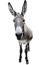 Donkey full length isolated on white. Funny gray donkey standing and looking into camera.