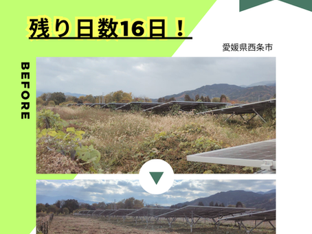 太陽光除草・点検42件/Day3