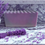 Thumbnail: Lavender Bliss- Lavender Scented Handmade Soap
