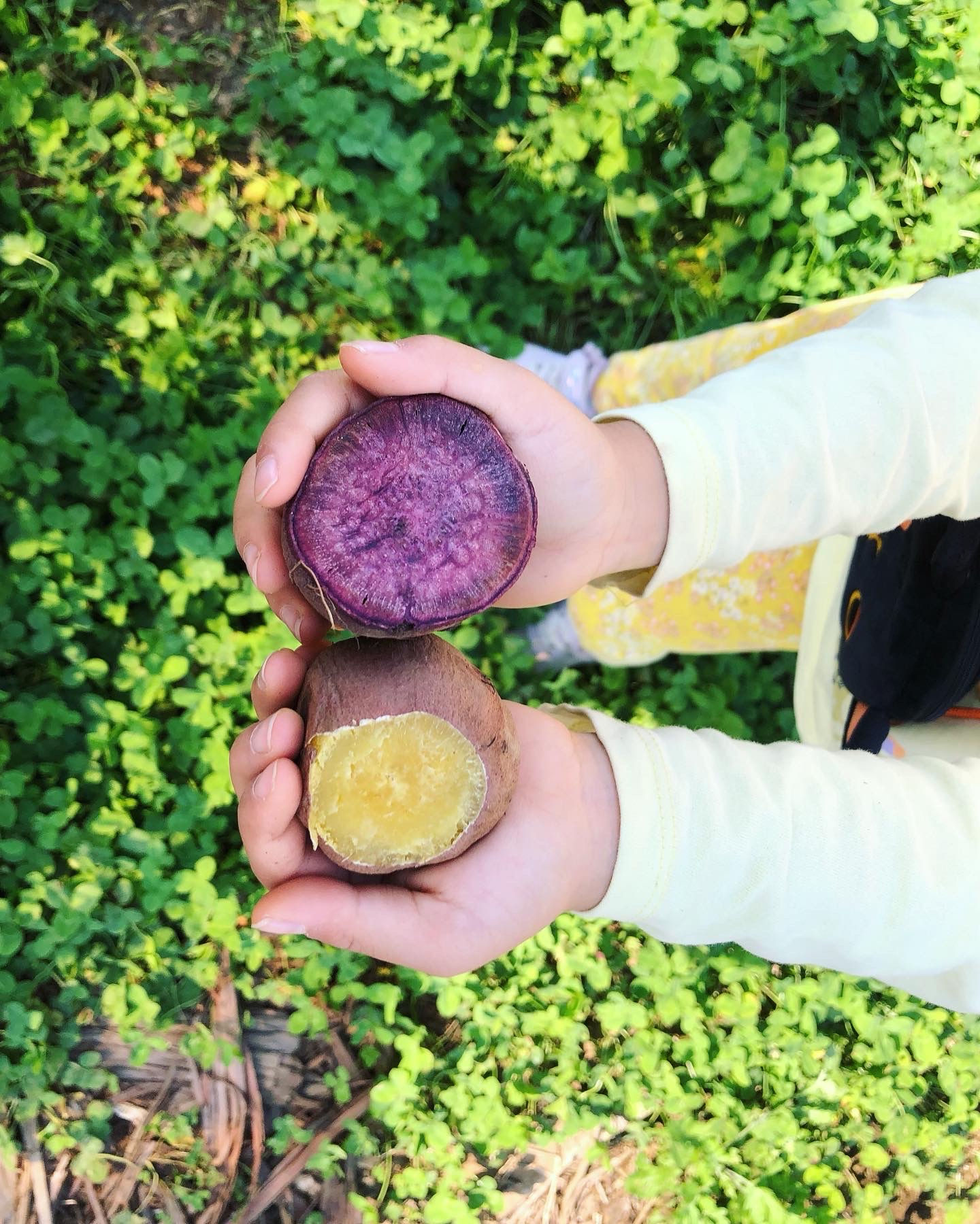 焼き芋（紅まさり1本）