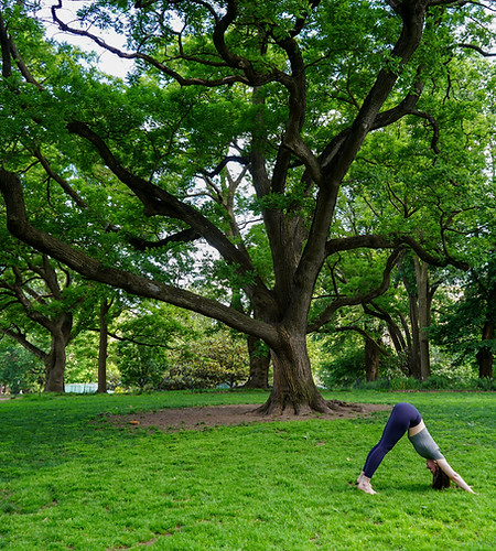 Hanne in Downward Dog Pose by a beautiful tree