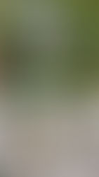 A Romantic Proposal at Elmore Wild | Elmore Court, Gloucestershire