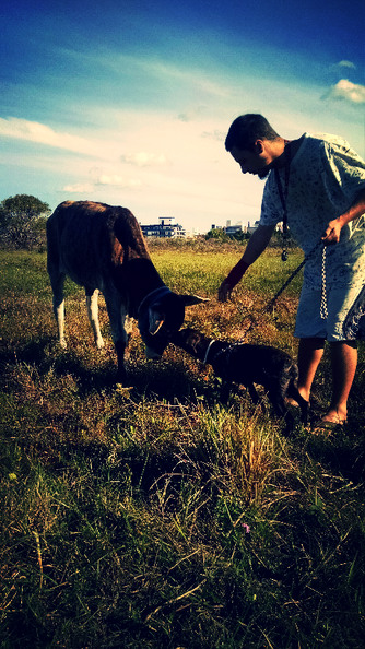 Adestrando o Bolacha part III