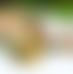 O milagroso óleo de côco