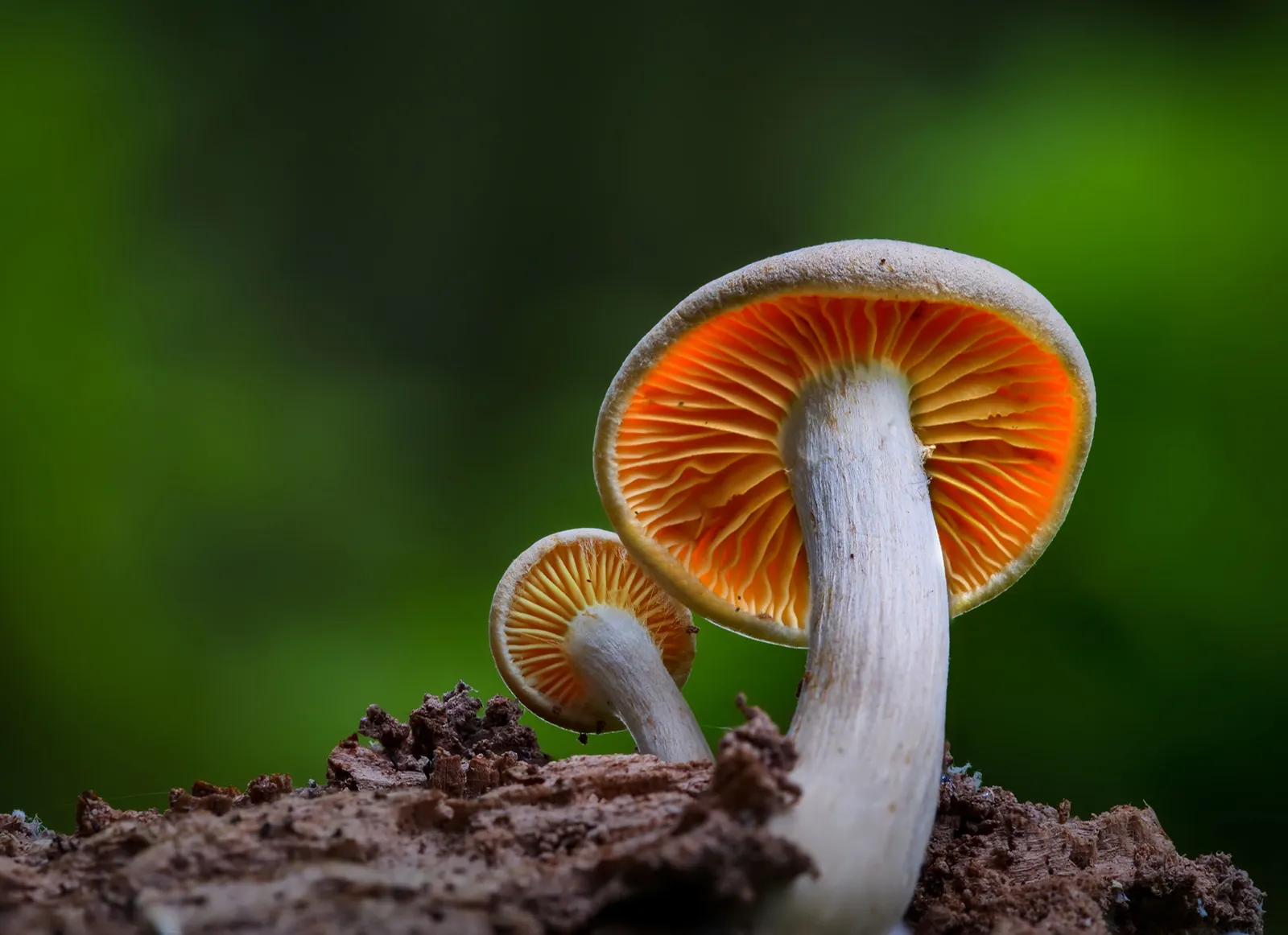Close-up-of-mushroom-growing-on-field.webp