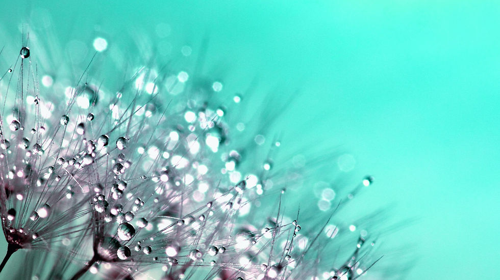 a-dandelion-445228.jpg