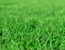 Grama Bermudas Tifway 419