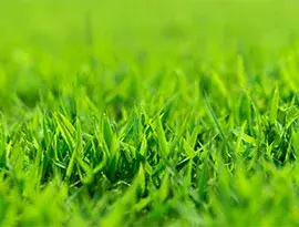 Grama Esmeralda Imperial