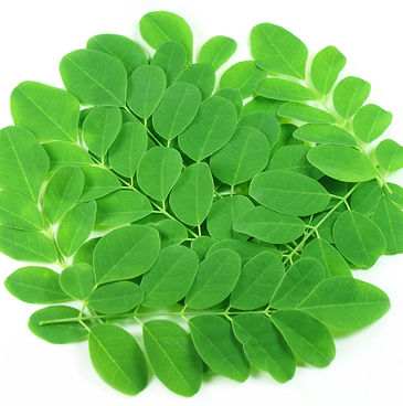 moringa (1).jpg