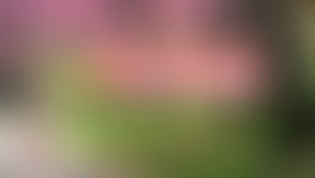 จัดทริปเชียงใหม่เดือนกุมภาพันธ์เดือนแห่งความรัก