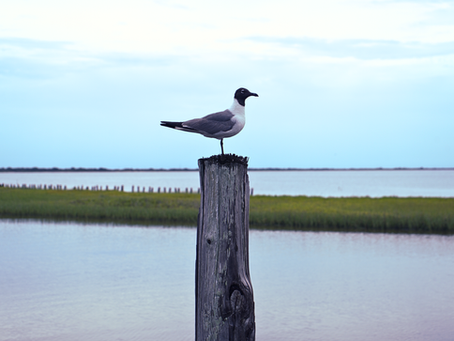 Birdwatching Near Port Lavaca, TX: A Relaxing Stay at Powderhorn RV Park