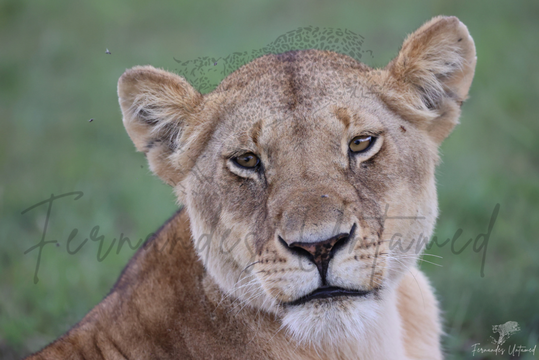 Fernandes Untamed Female Lion Print