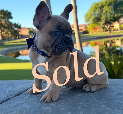 Blue Fawn French Bulldog puppies for sale in Phoenix, Arizona